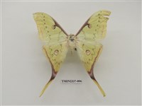 藏品(臺灣長尾水青蛾)的圖片